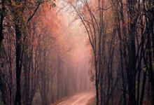 活性炭哪个牌子除甲醛效果好？推荐这十款，环保健康又实惠！